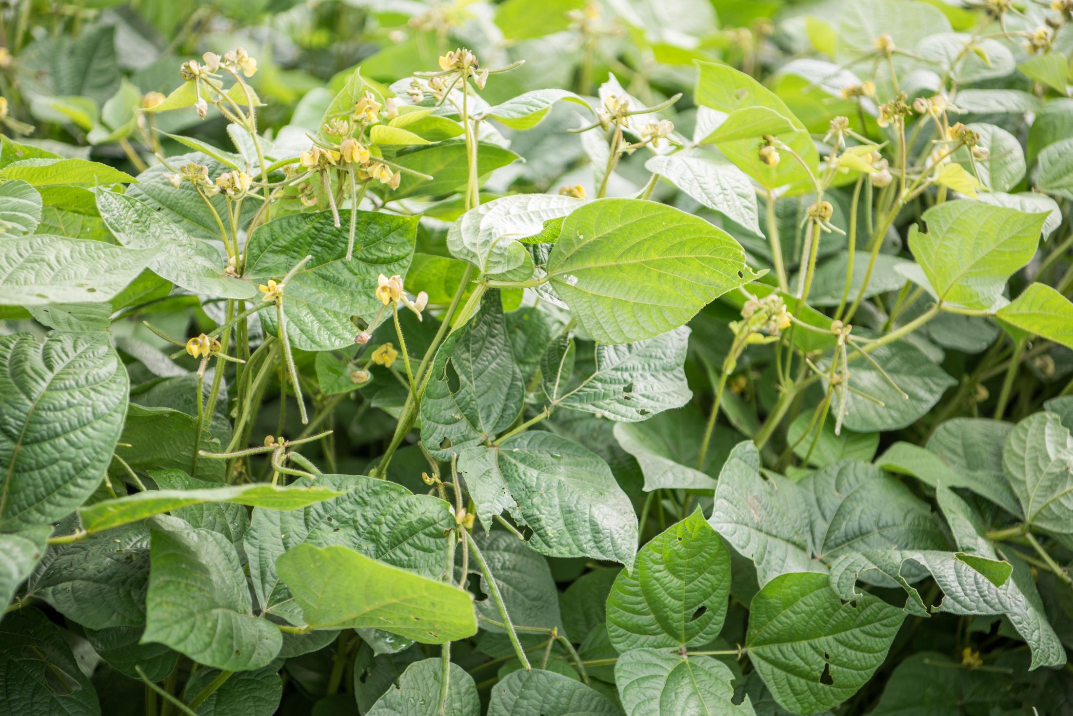 Close up of mungbean plants with green leaves and small yellow flowers.
