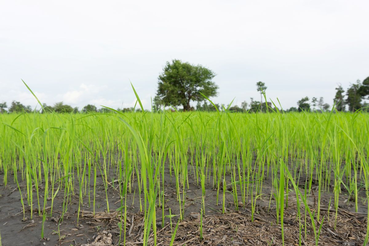 Close-up of green rice plants in early growth