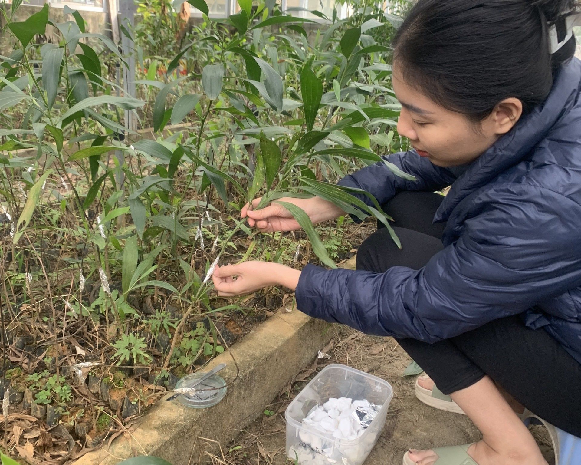 Researcher examining young acacia plants and collecting samples in a nursery.