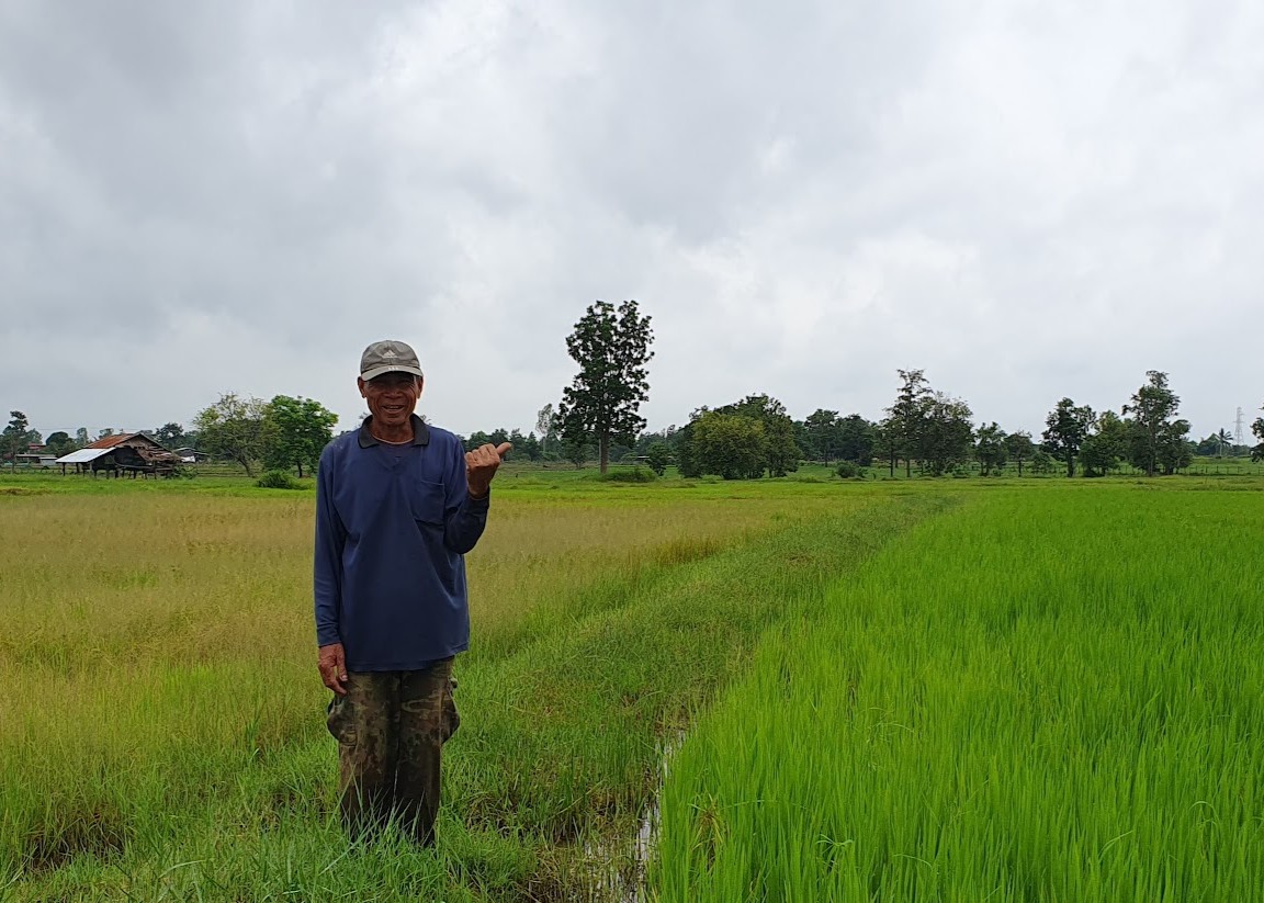 Farmer standing between two rice fields with contrasting crop growth