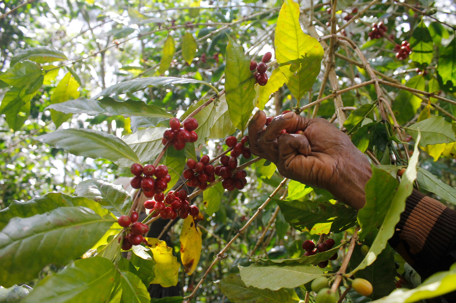 A hand holds a branch of a coffee plant bearing ripe red coffee cherries among green leaves