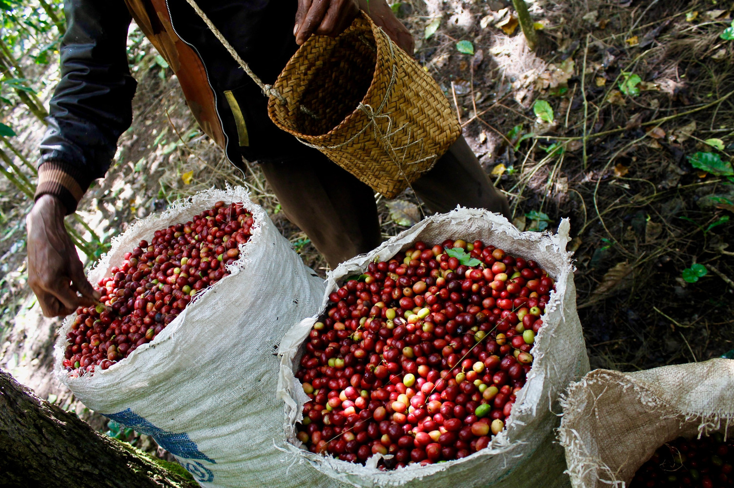 Sacks filled with freshly harvested red coffee cherries sit on the forest floor while a person pours cherries from a small woven basket into one of the bags.