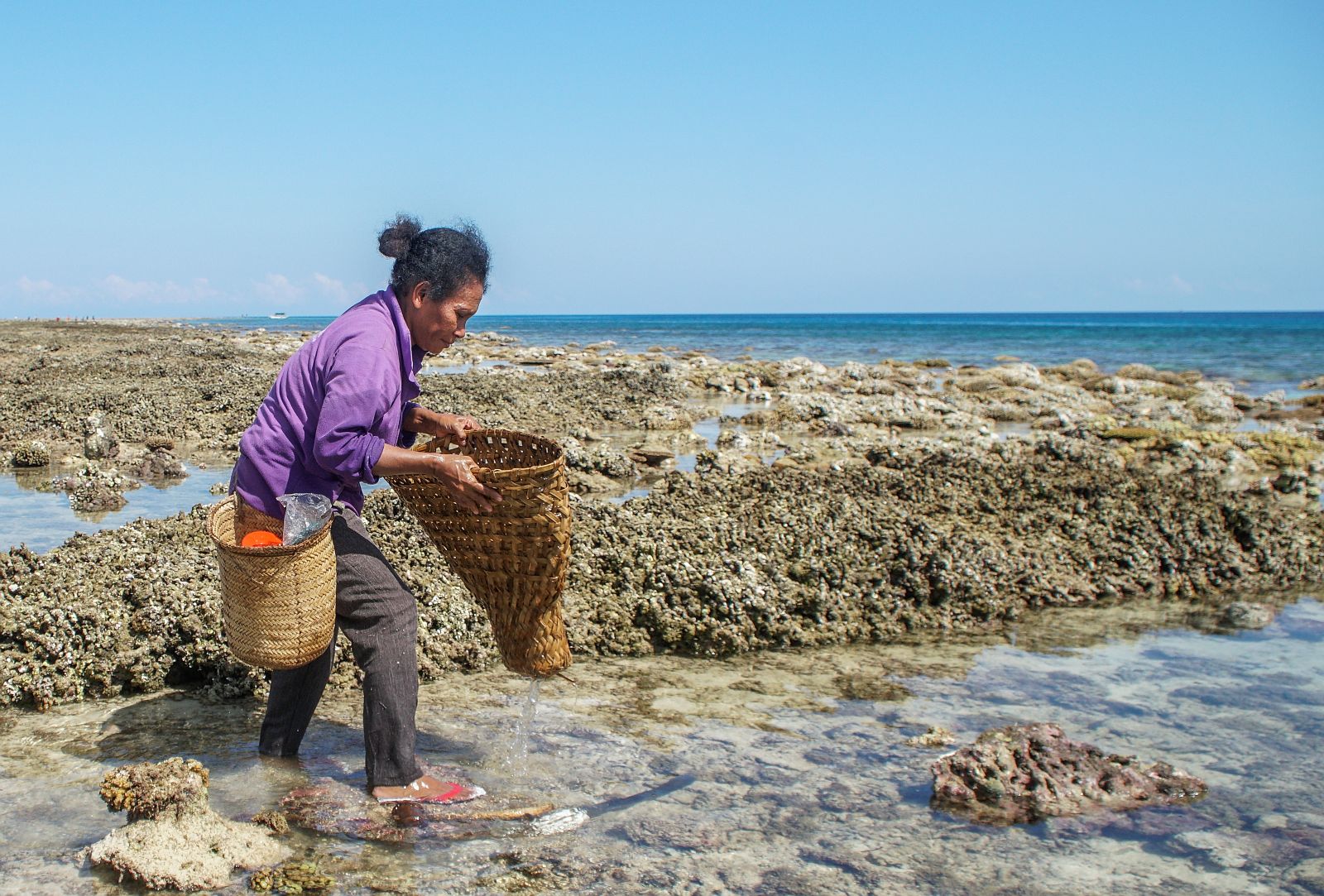 A woman collecting shellfish along a rocky shoreline.