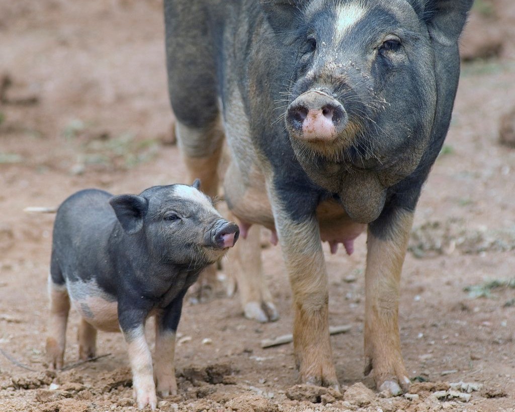 Pig and piglet standing on dirt ground