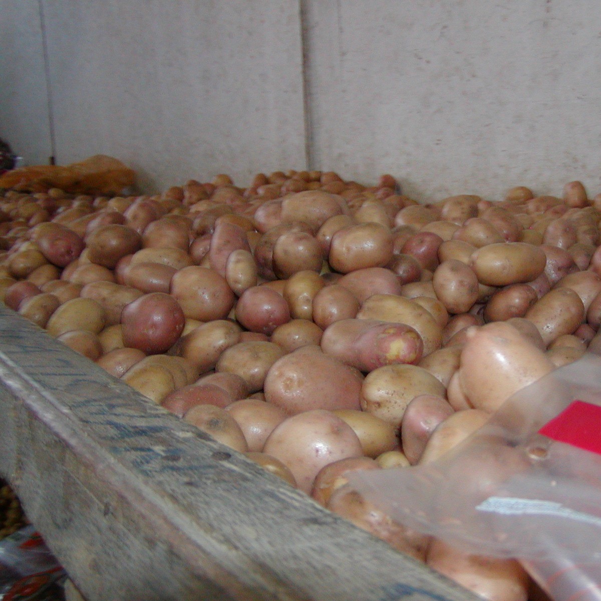 Pile of freshly harvested potatoes stored in a wooden bin indoors.