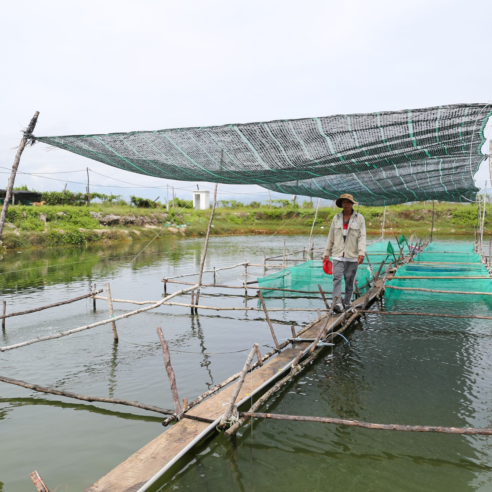 Person walking along a narrow wooden walkway between mesh fish cages over a pond, holding a red container, with shade netting stretched overhead.