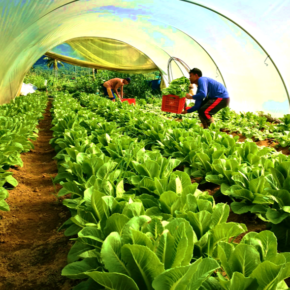 Workers harvesting leafy vegetables inside a garden structure, placing produce into a crate.