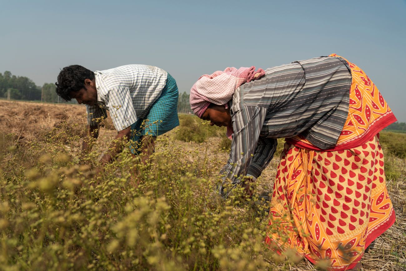 Two people harvesting crops, bending over plants in a dry field.