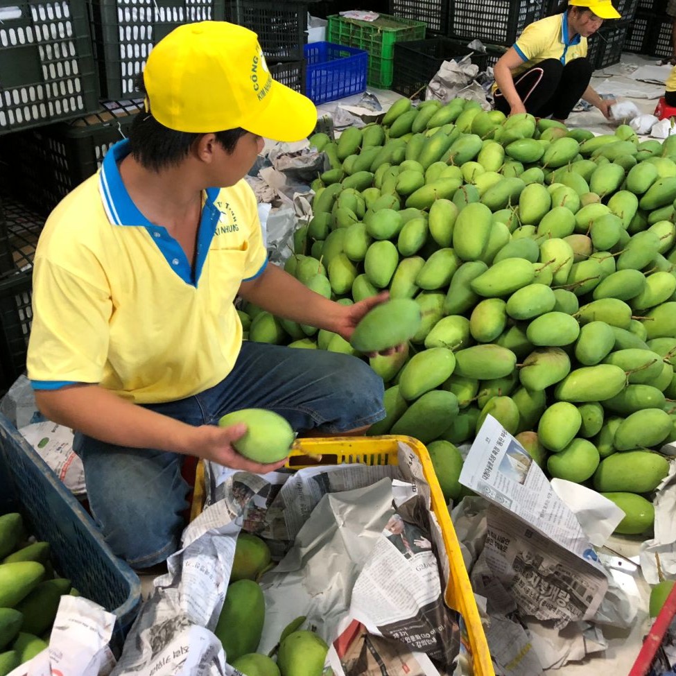 Worker sorting and packing green mangoes into crates indoors.