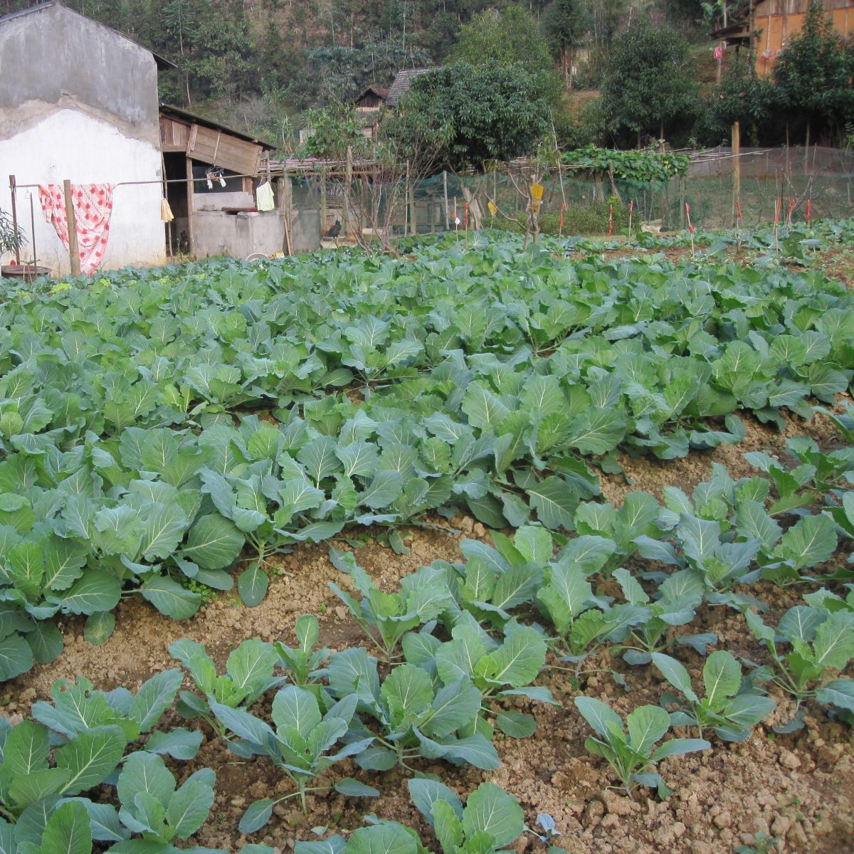 Leafy green vegetable crops growing in rows beside rural buildings.