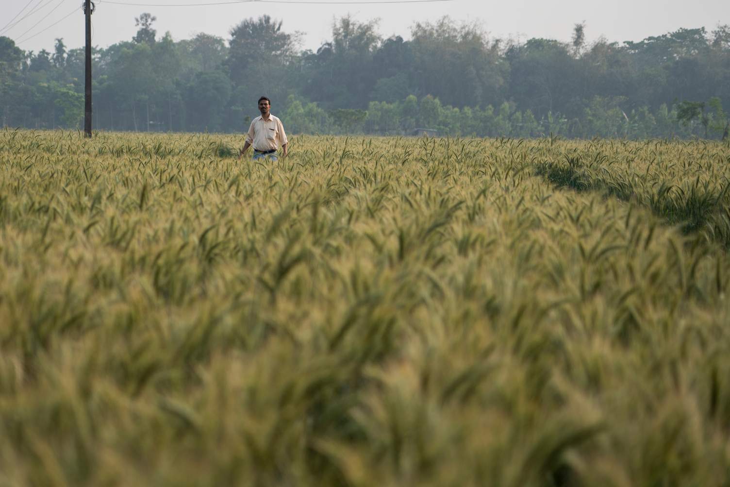 Person standing in a large grain field with trees in the background.