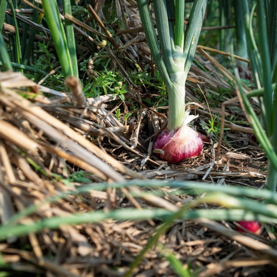 Close-up of a red onion growing in soil with green shoots above ground.