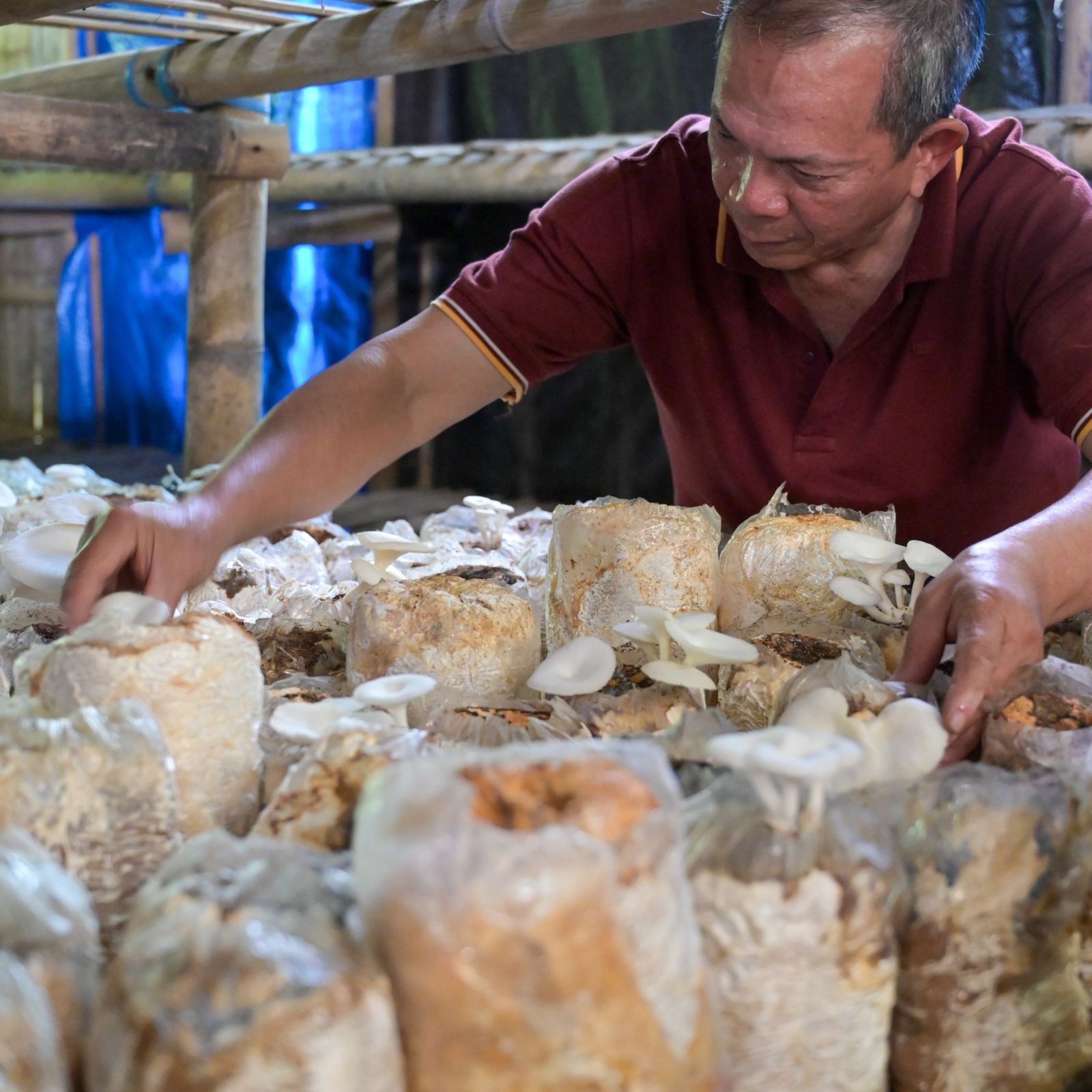 Person inspecting mushrooms growing from bagged substrate indoors.
