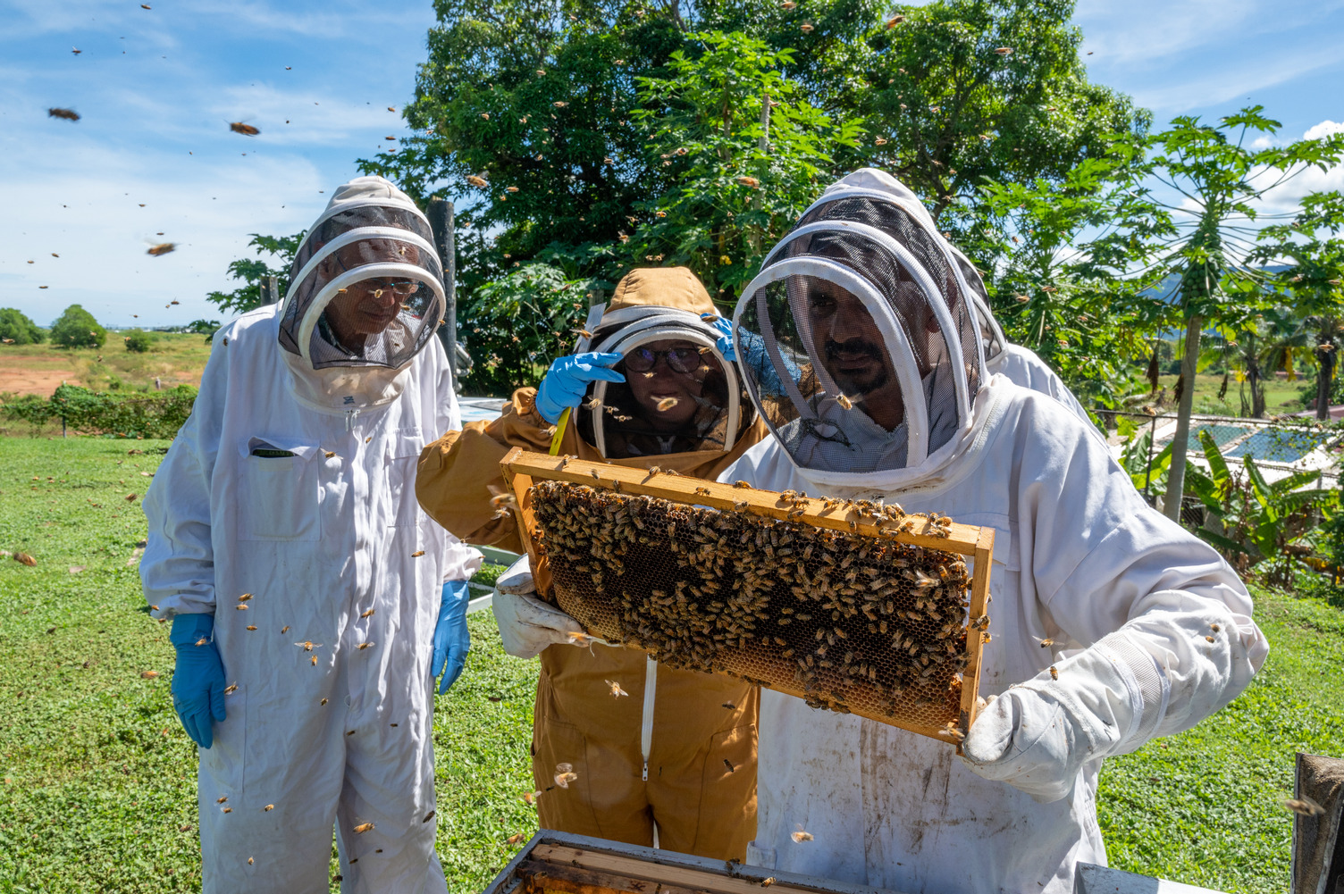 Three people in protective beekeeping suits examine a honeybee frame outdoors, with bees flying around.