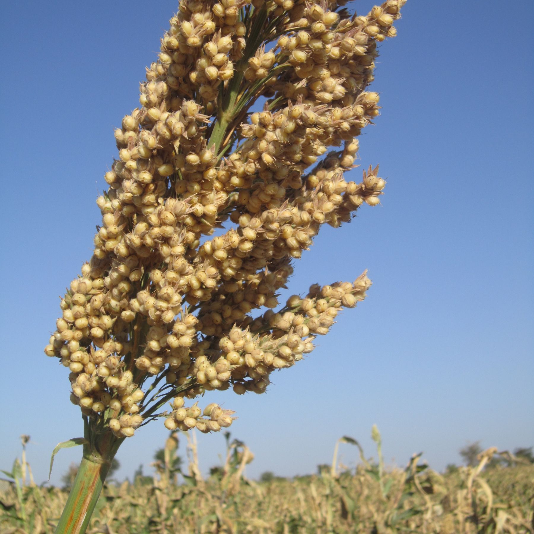 Close-up of sorghum seed heads with mature grains against a clear blue sky
