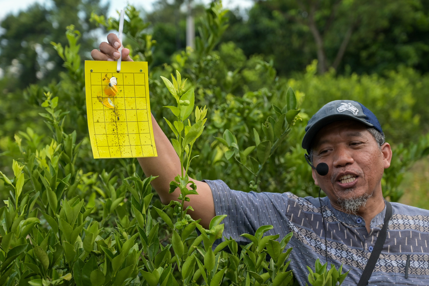 Researcher holding a yellow insect trap among citrus plants.
