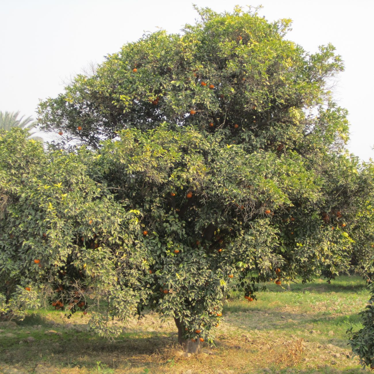 Orange tree bearing fruit growing in an orchard.