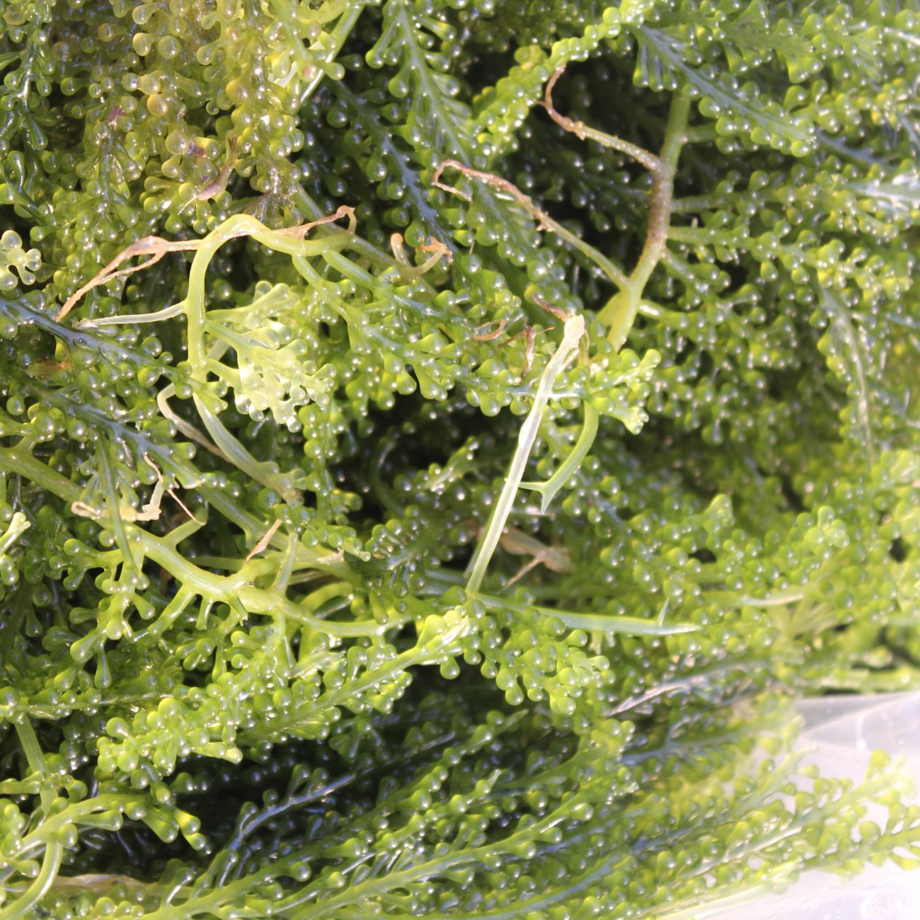 Close-up of green seaweed with small bead-like clusters.