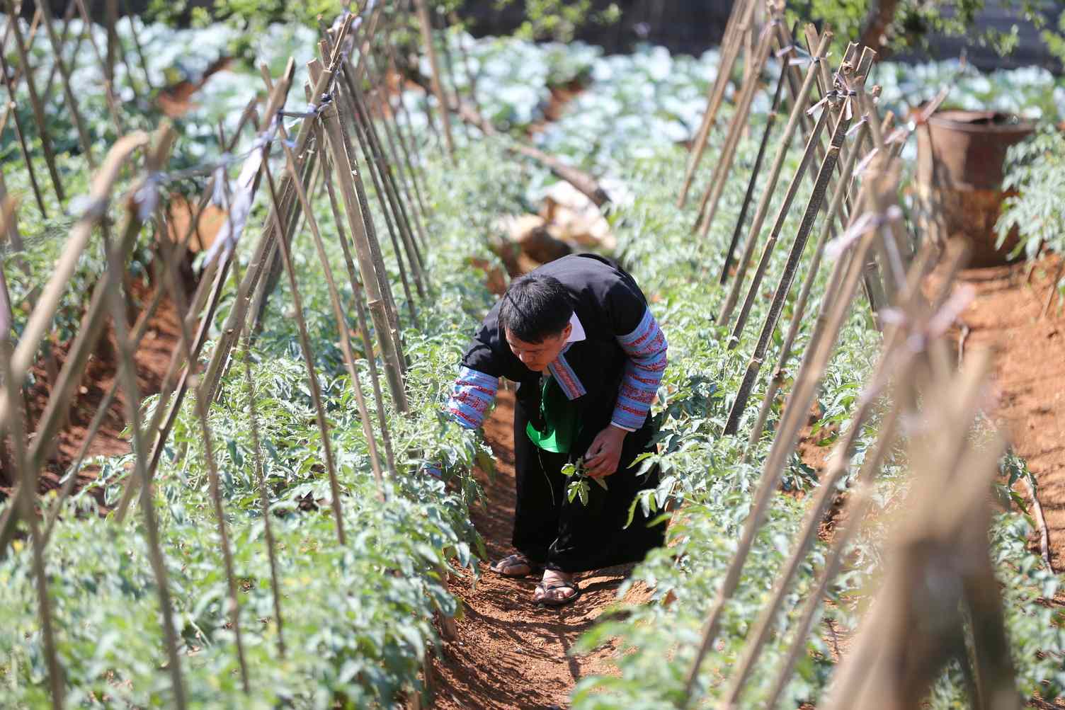 Person tending plants in a vegetable garden supported by bamboo stakes.
