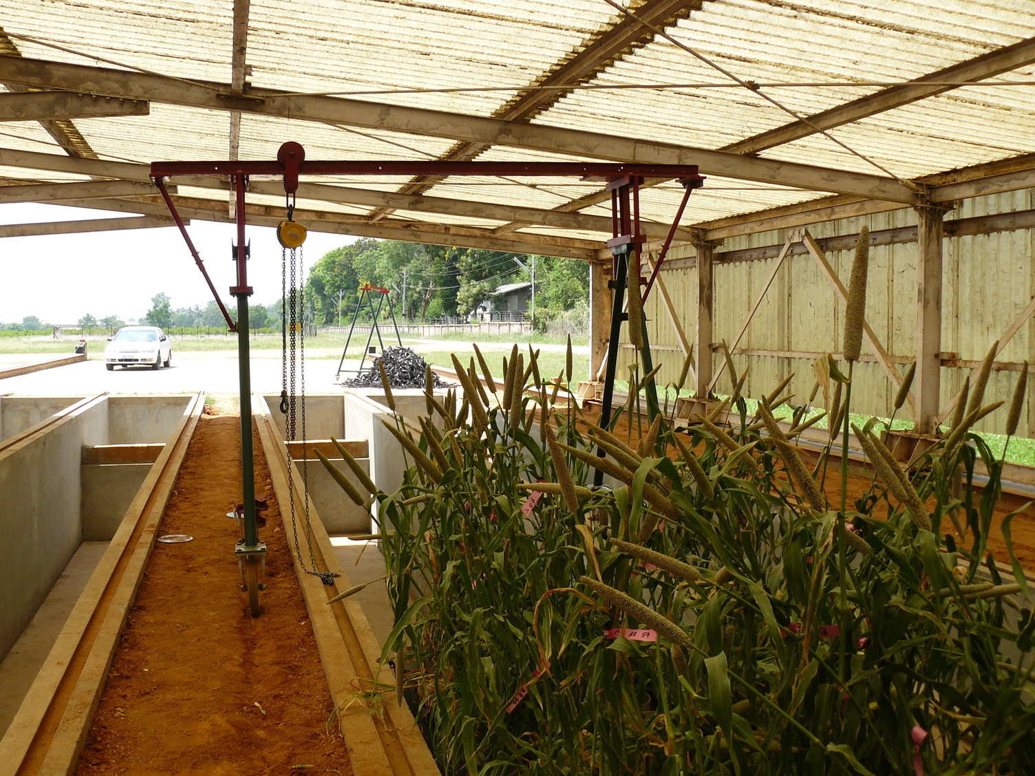 plants in a greenhouse