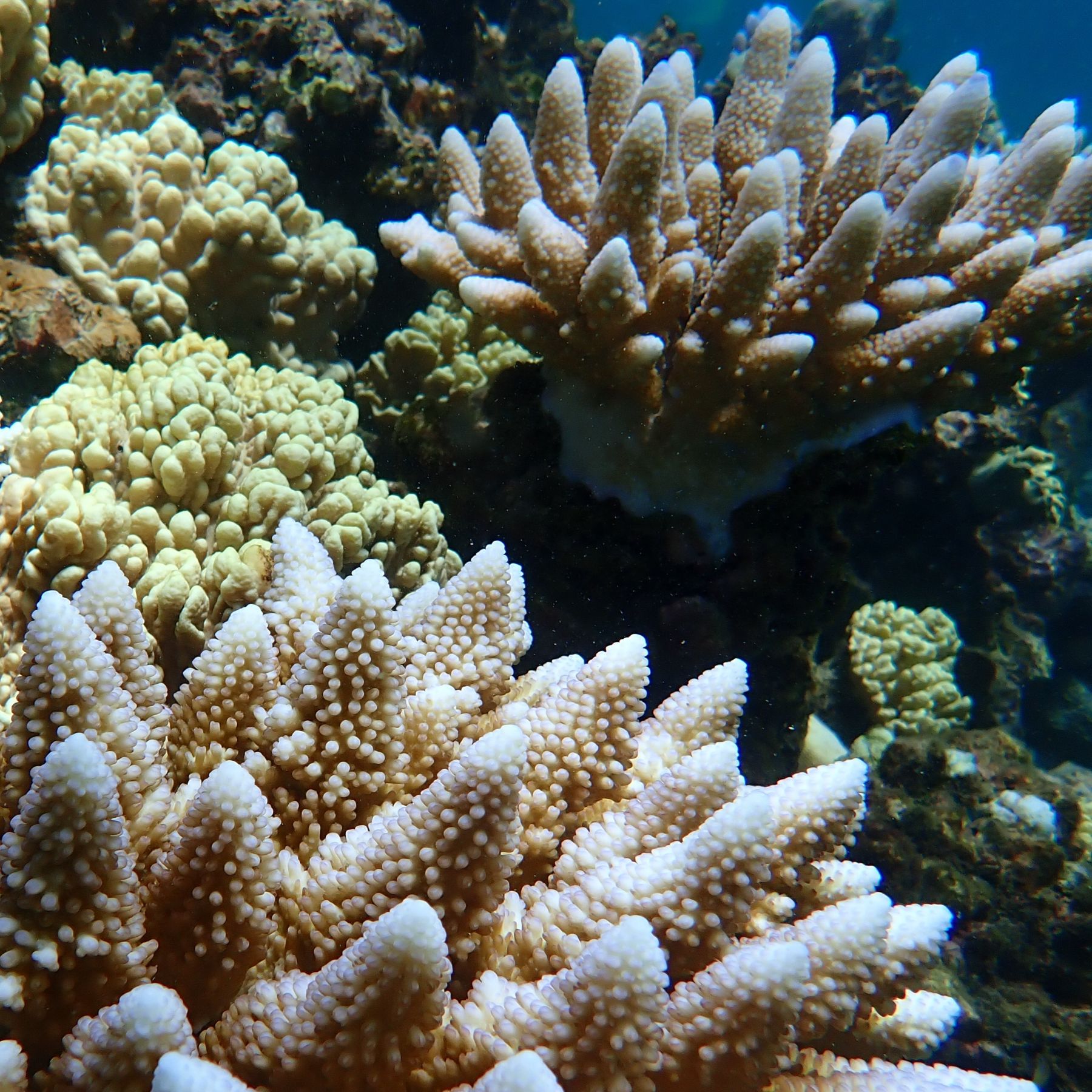Close-up of branching coral formations underwater, with pale tips and textured surfaces in a reef setting.