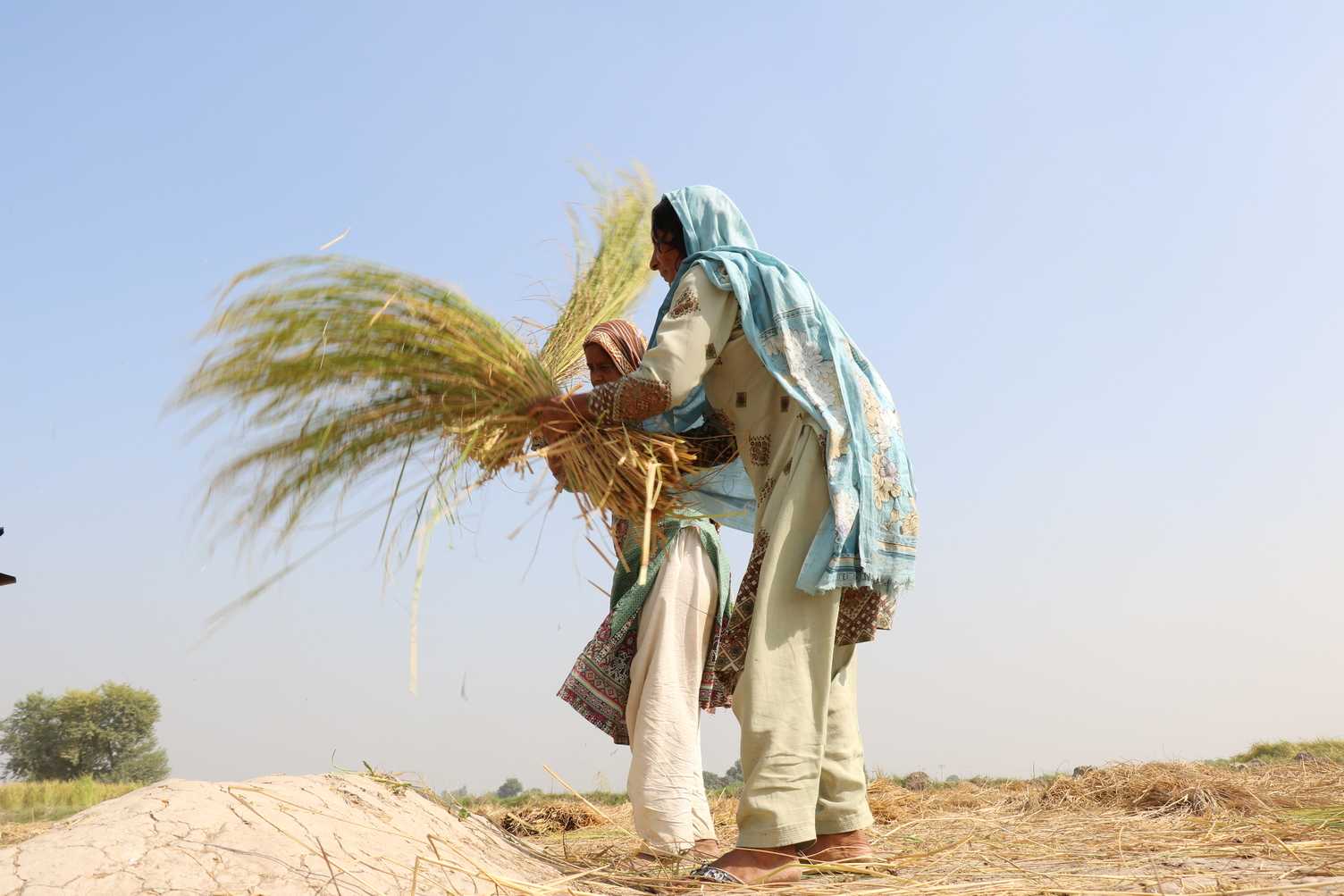 Small faremers still spearte rice from plants 