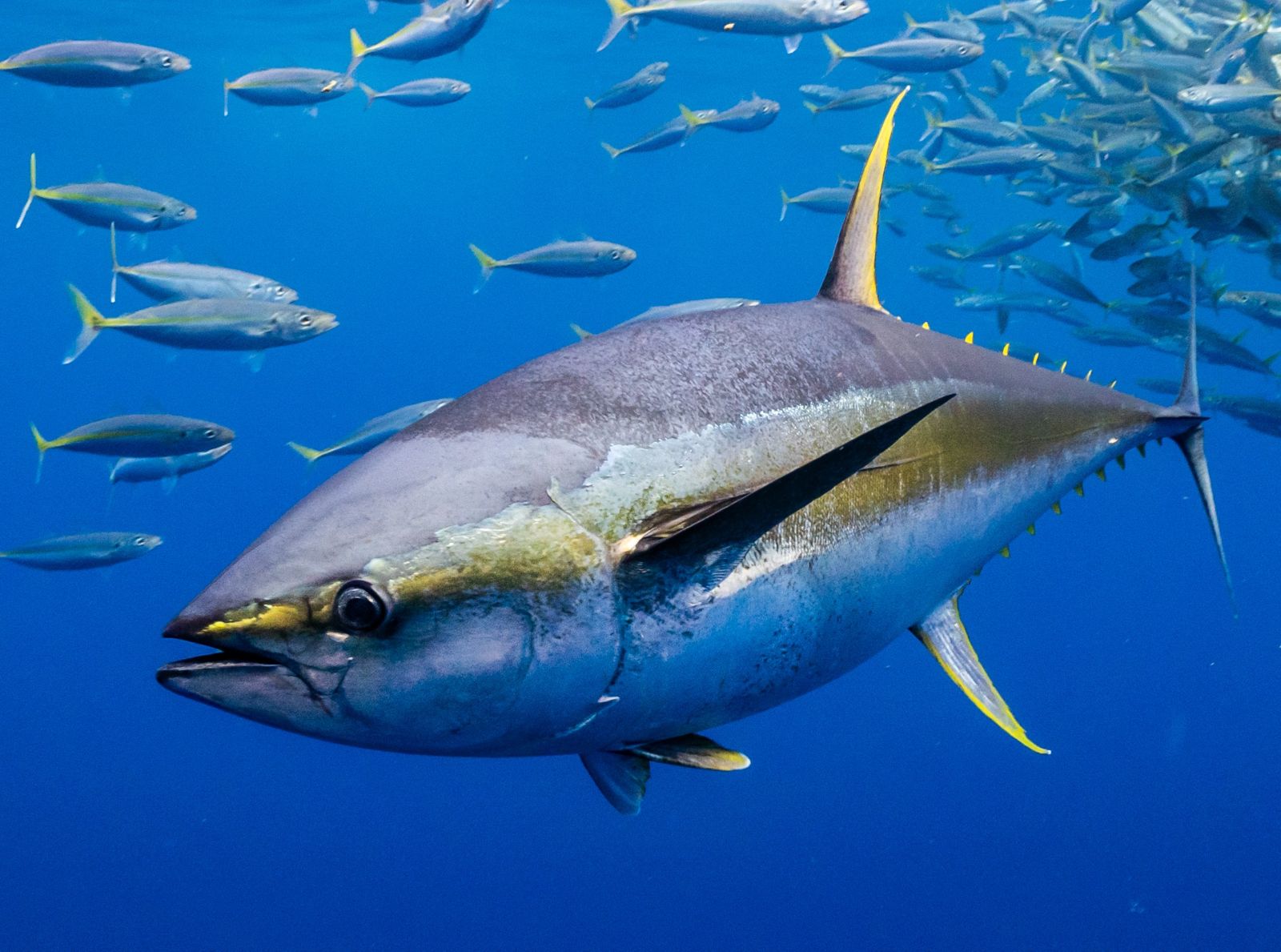Yellowfin tuna swimming underwater among a school of fish