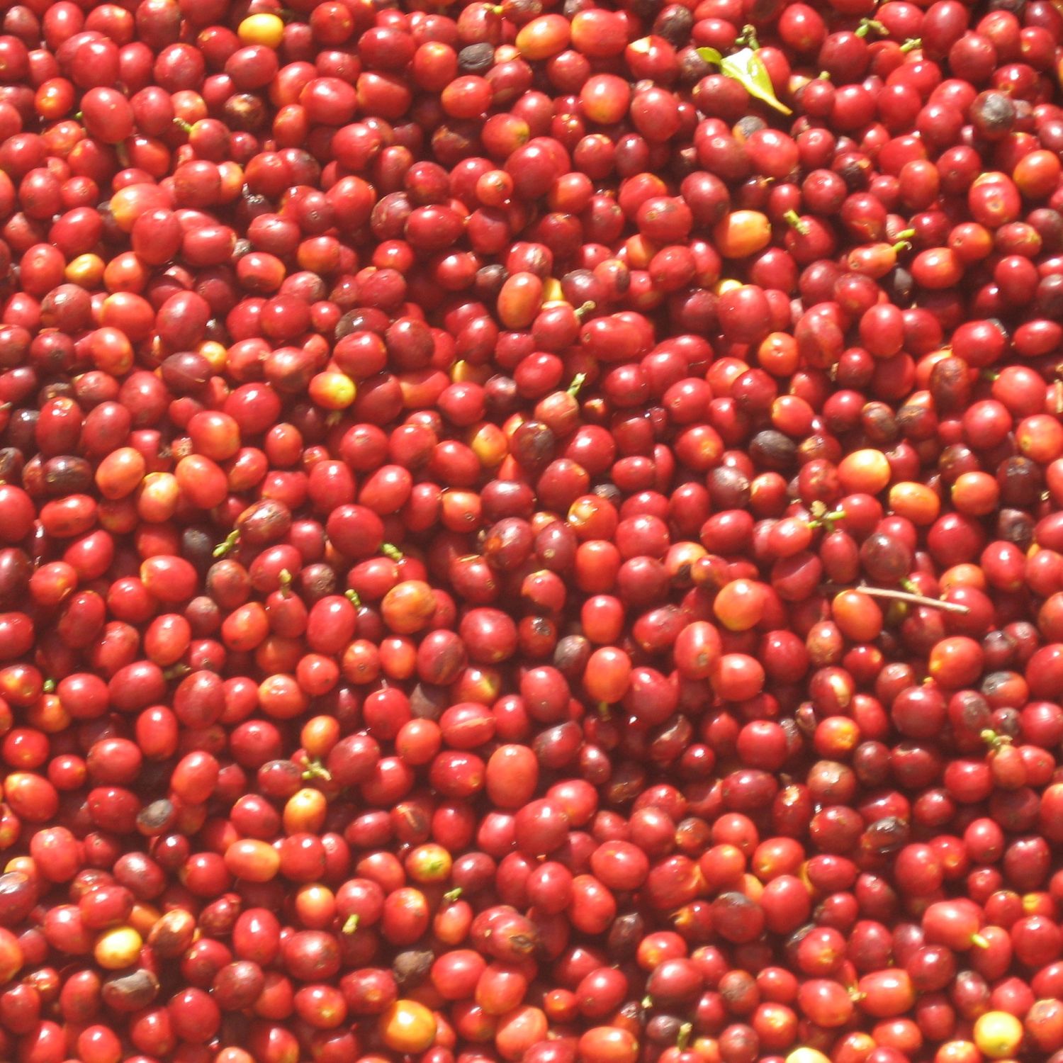 Close-up of red coffee cherries clustered together.