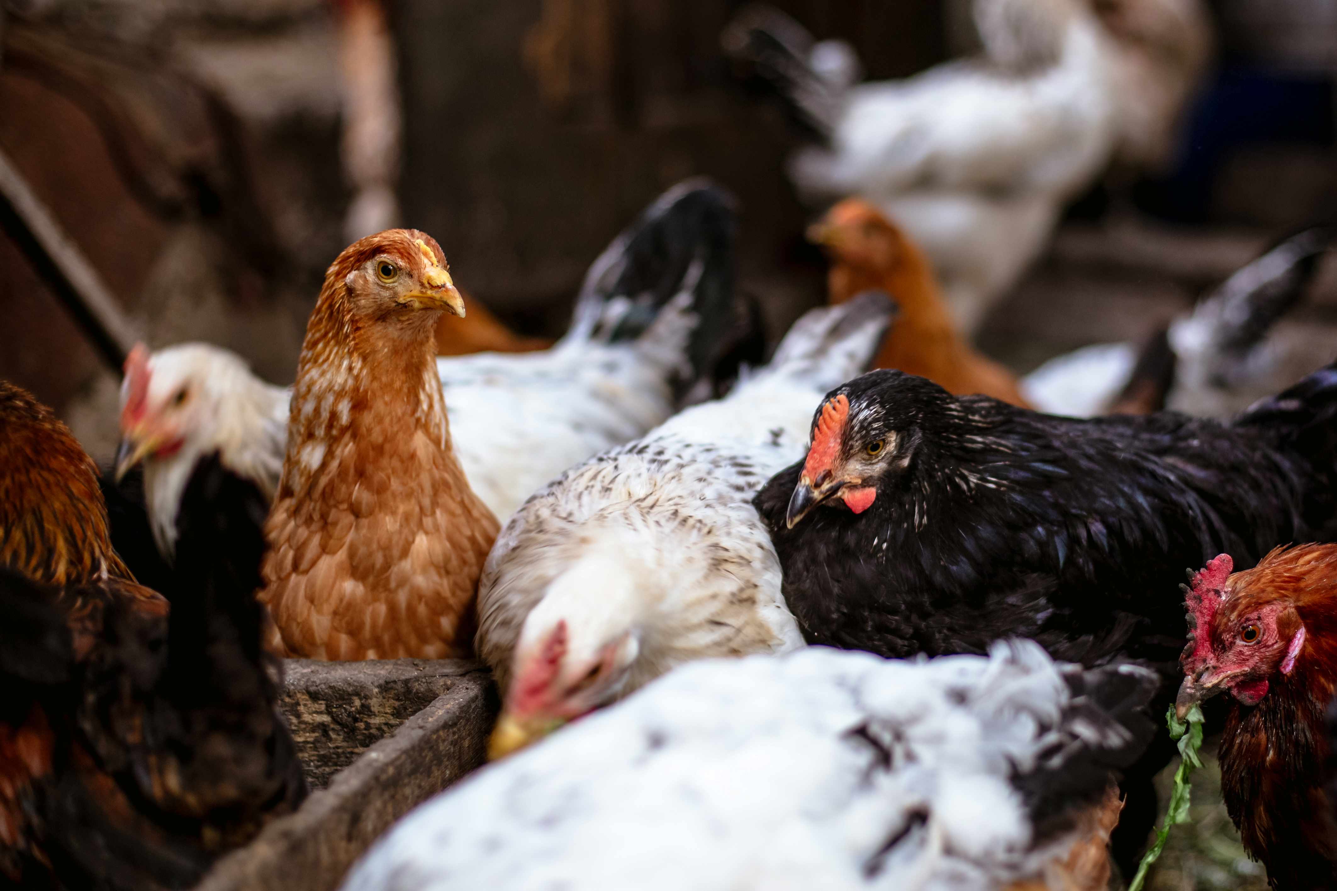 Close up of group of chickens