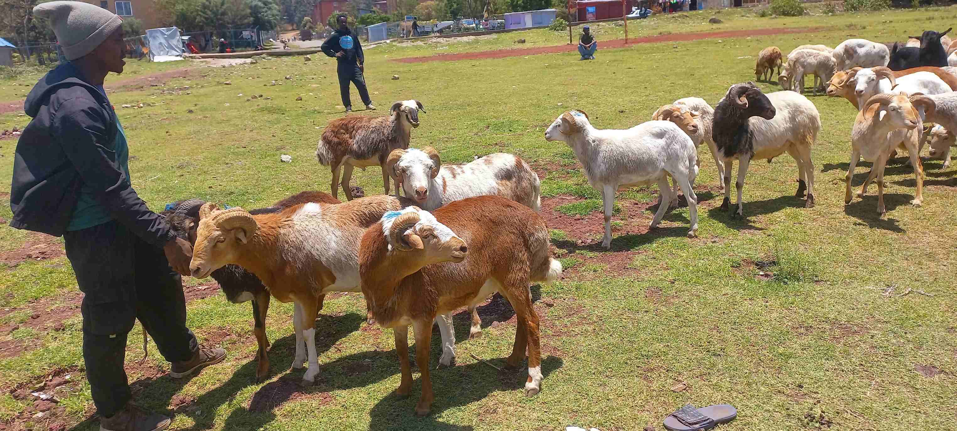 Person standing with a herd of sheep on grassy field.