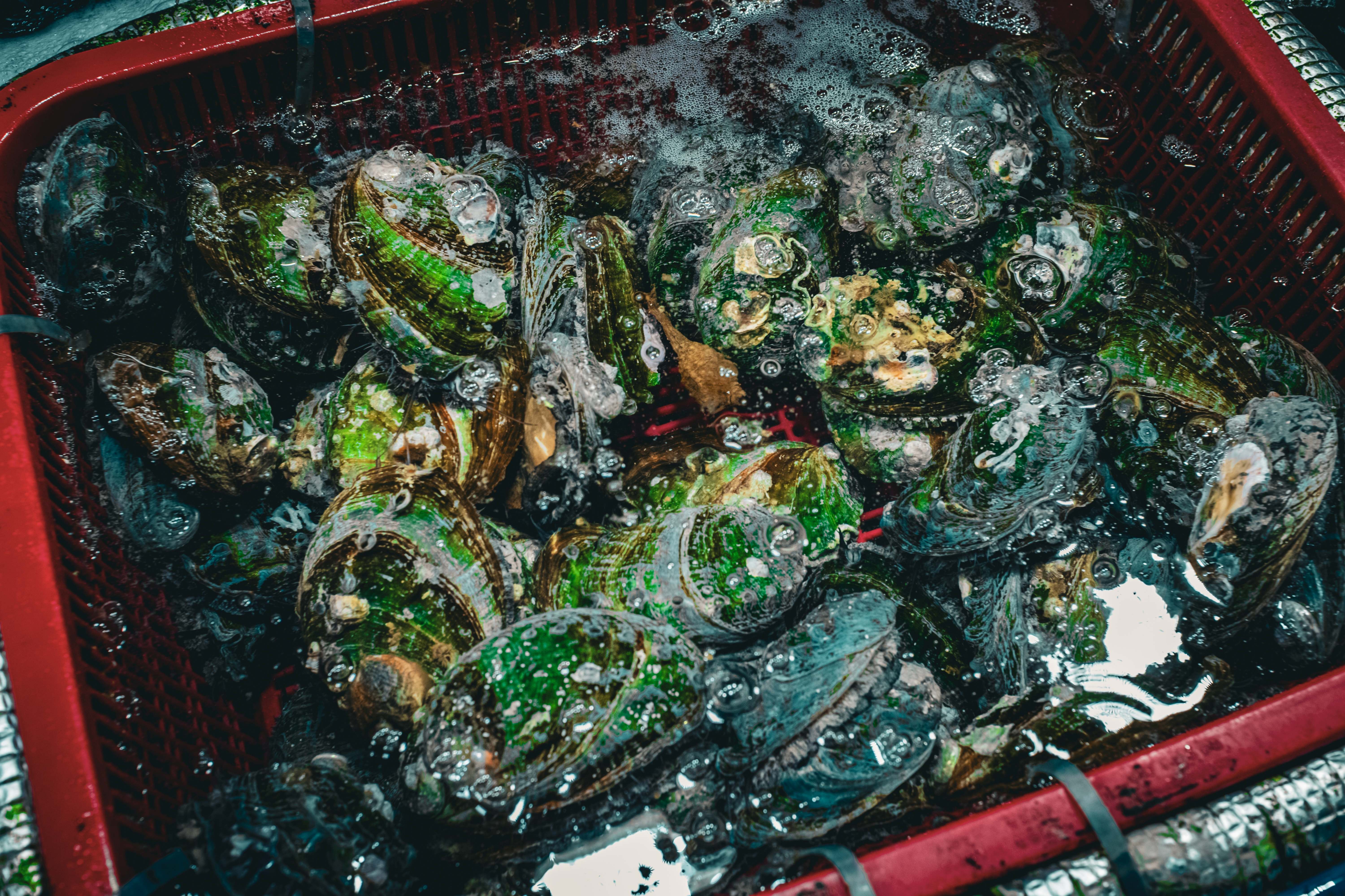 Fresh live abalones with vibrant green shells 
