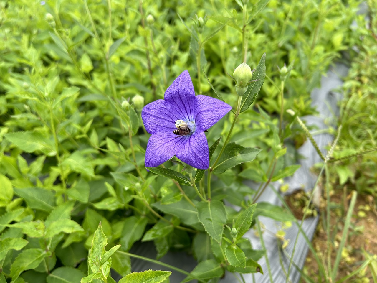Vietnamese purple flower