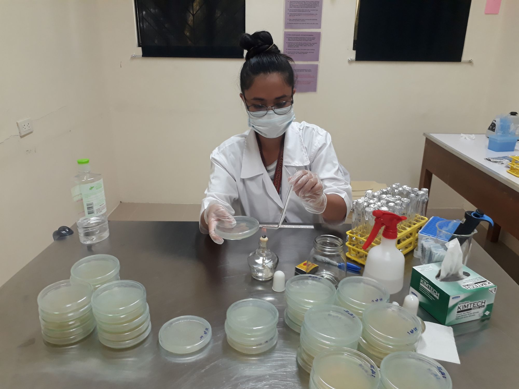 Laboratory worker handling petri dishes and equipment at a lab bench.