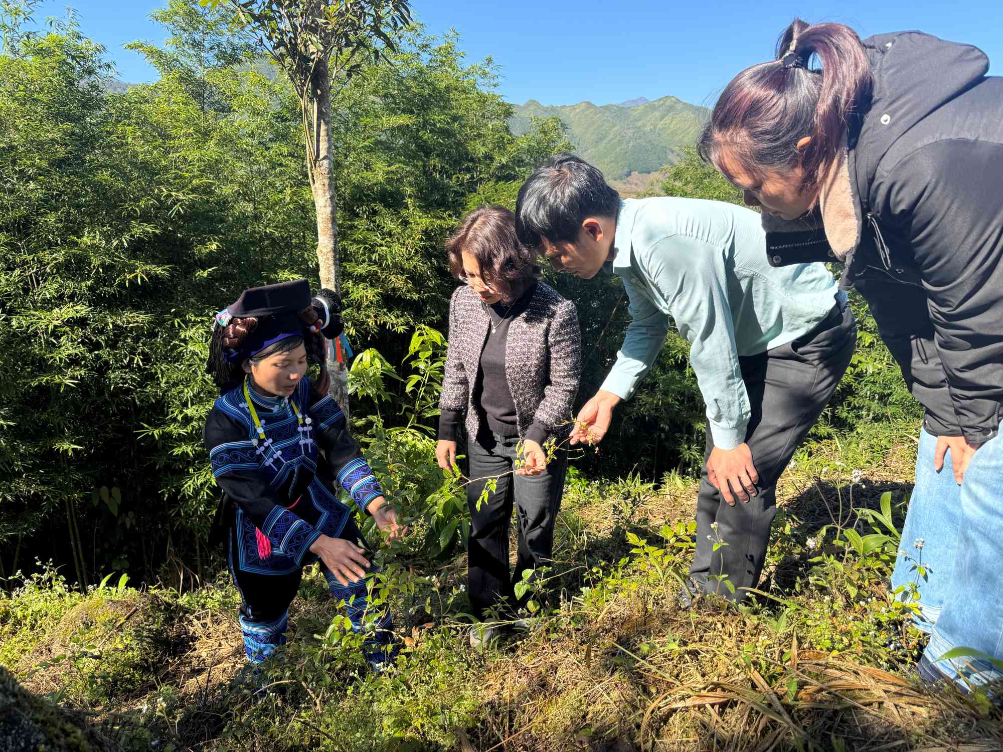 People examining plants during a field survey in a mountainous rural area.