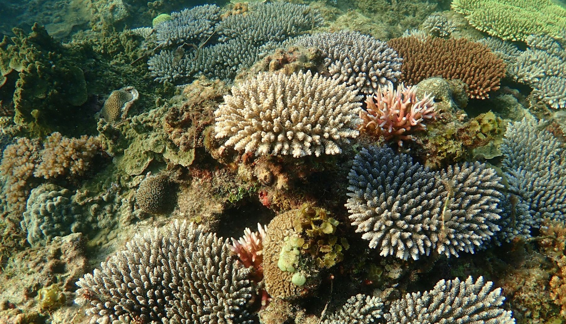 Healthy coral formations growing on a restored reef.