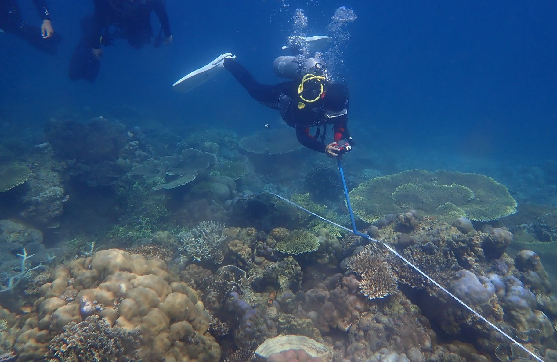Scuba divers surveying coral reef habitat underwater using measuring equipment.