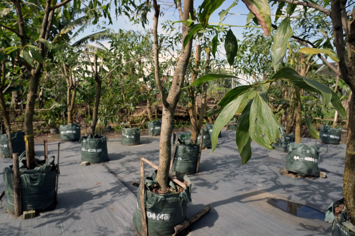 Tree seedlings growing in large nursery bags at a plant nursery.