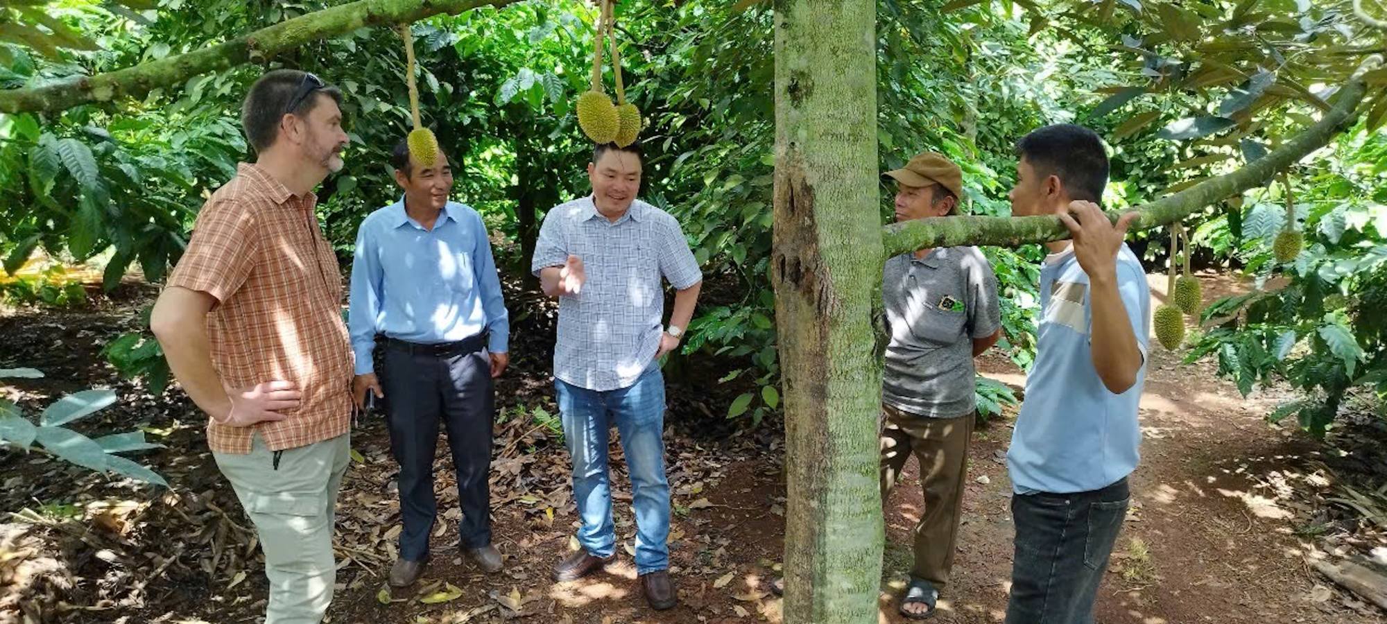 People discussing durian trees in an orchard.