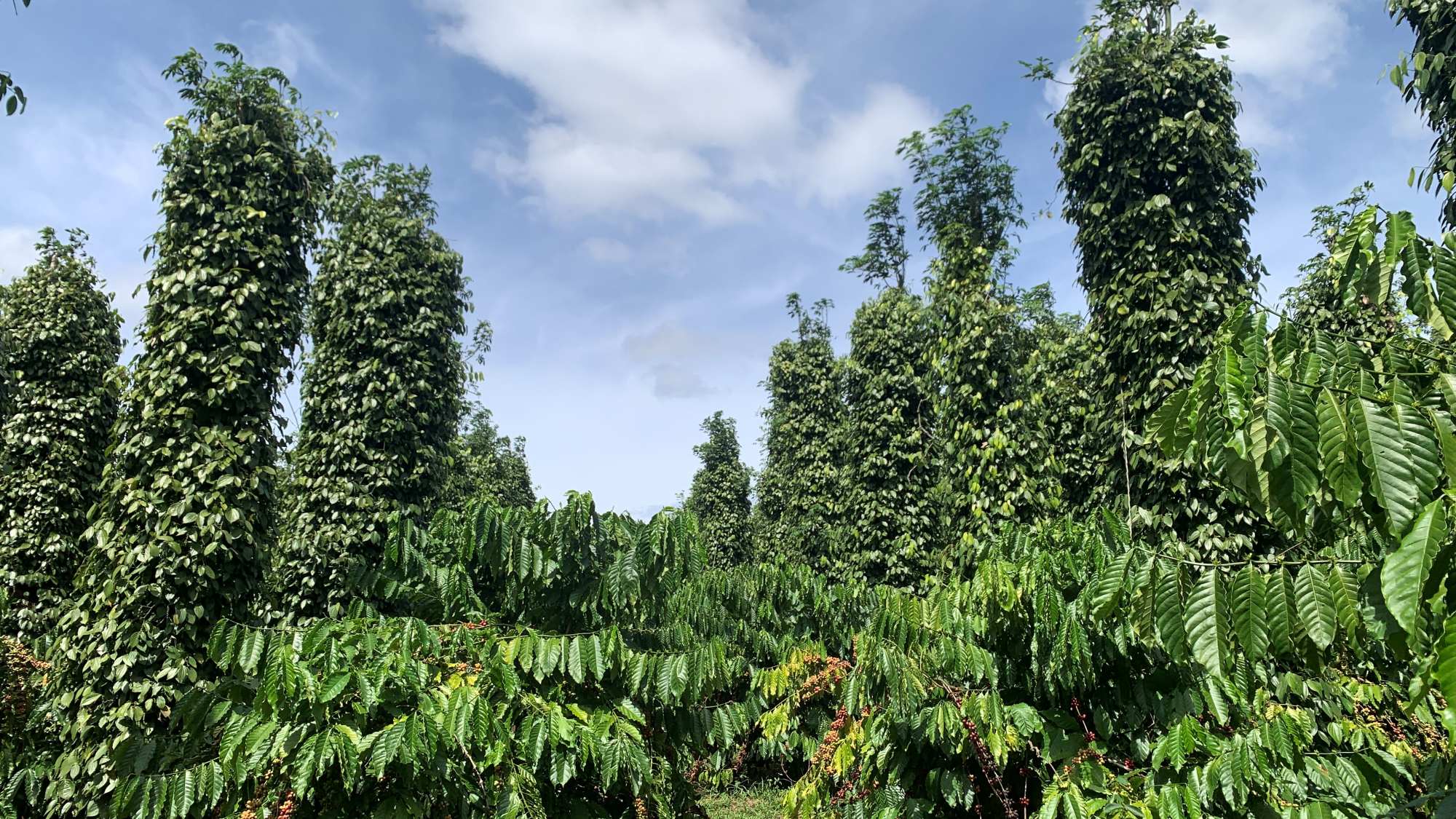 Coffee and pepper plants growing together on a farm.