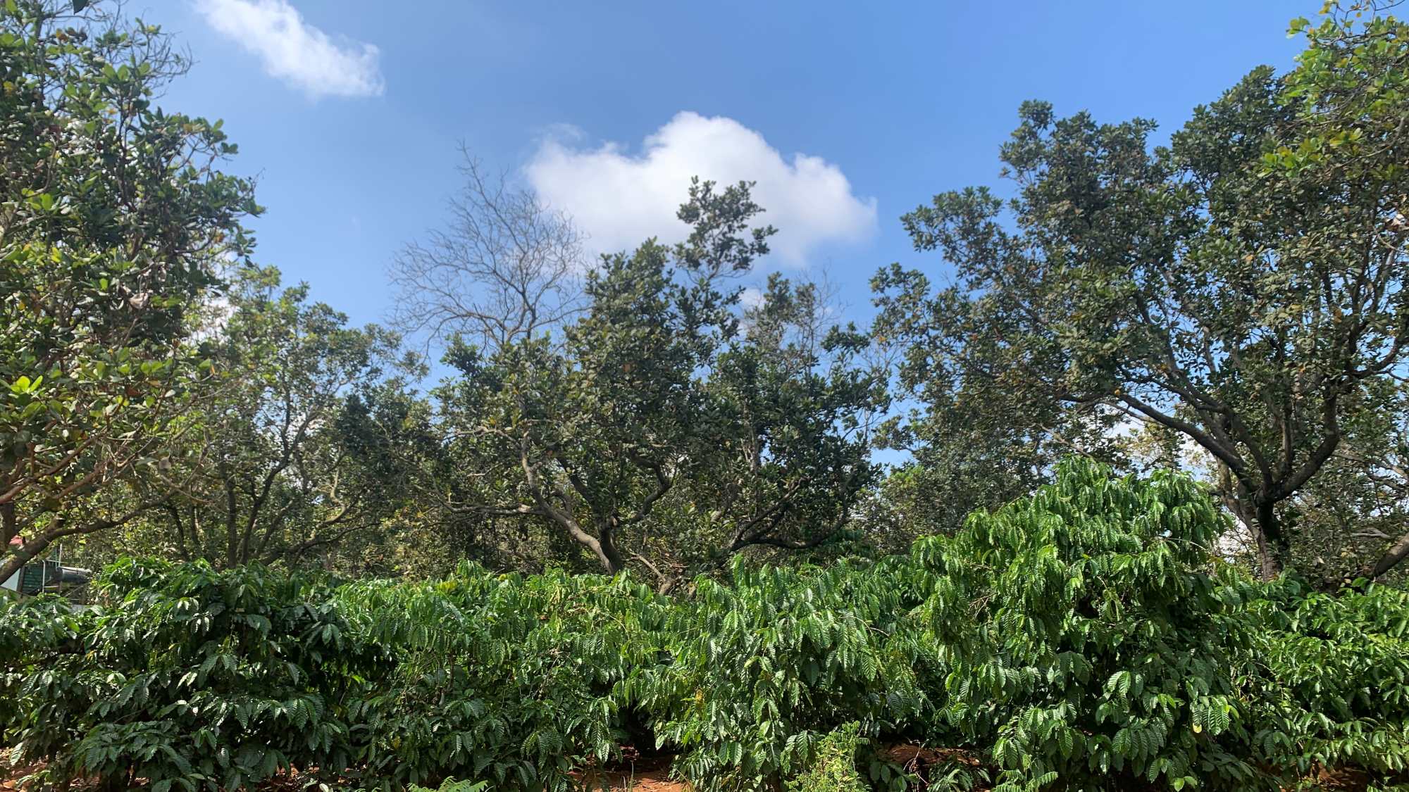 Coffee and cashew plants growing together on a farm.