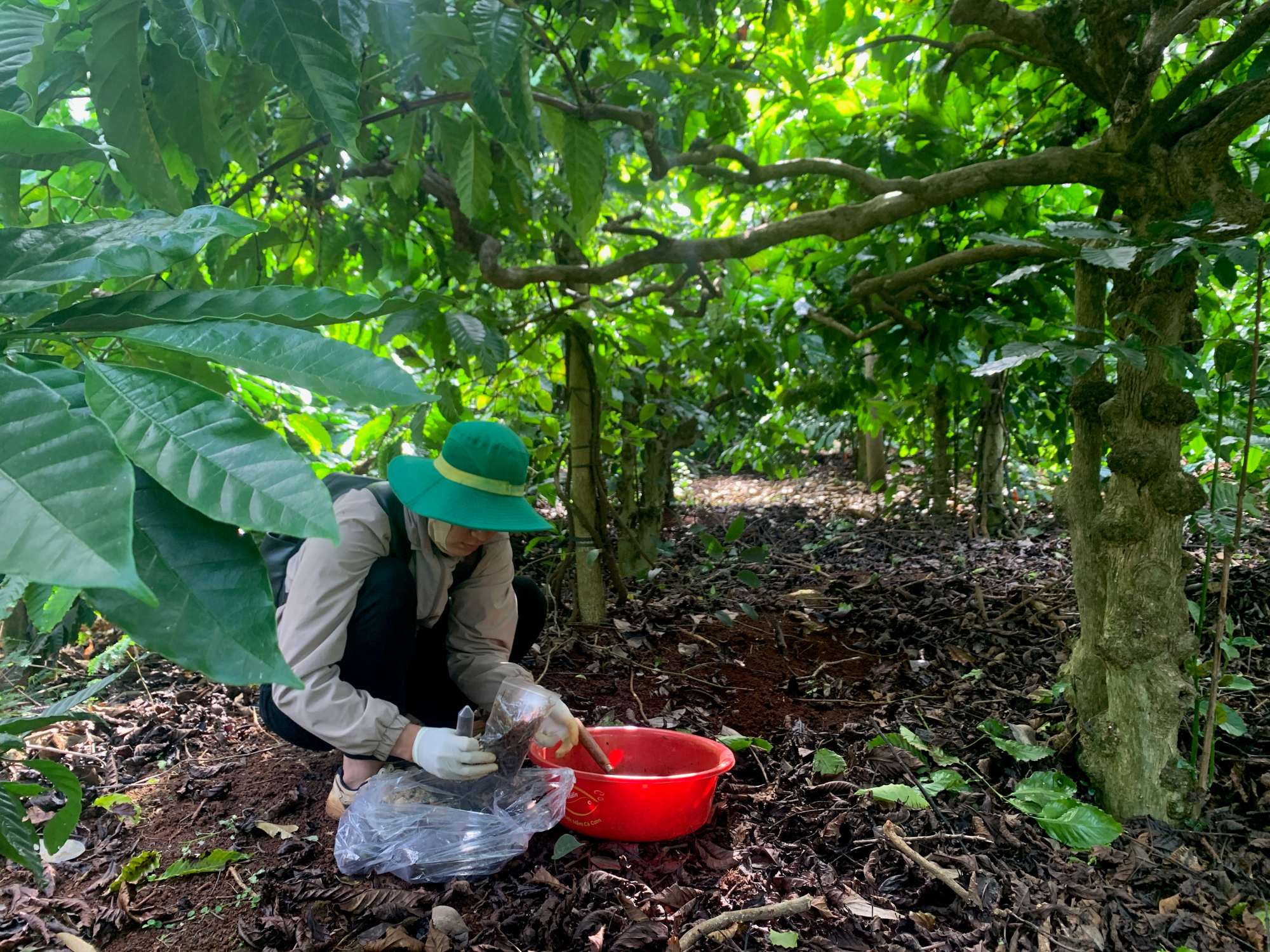 Researcher collecting soil samples beneath trees.