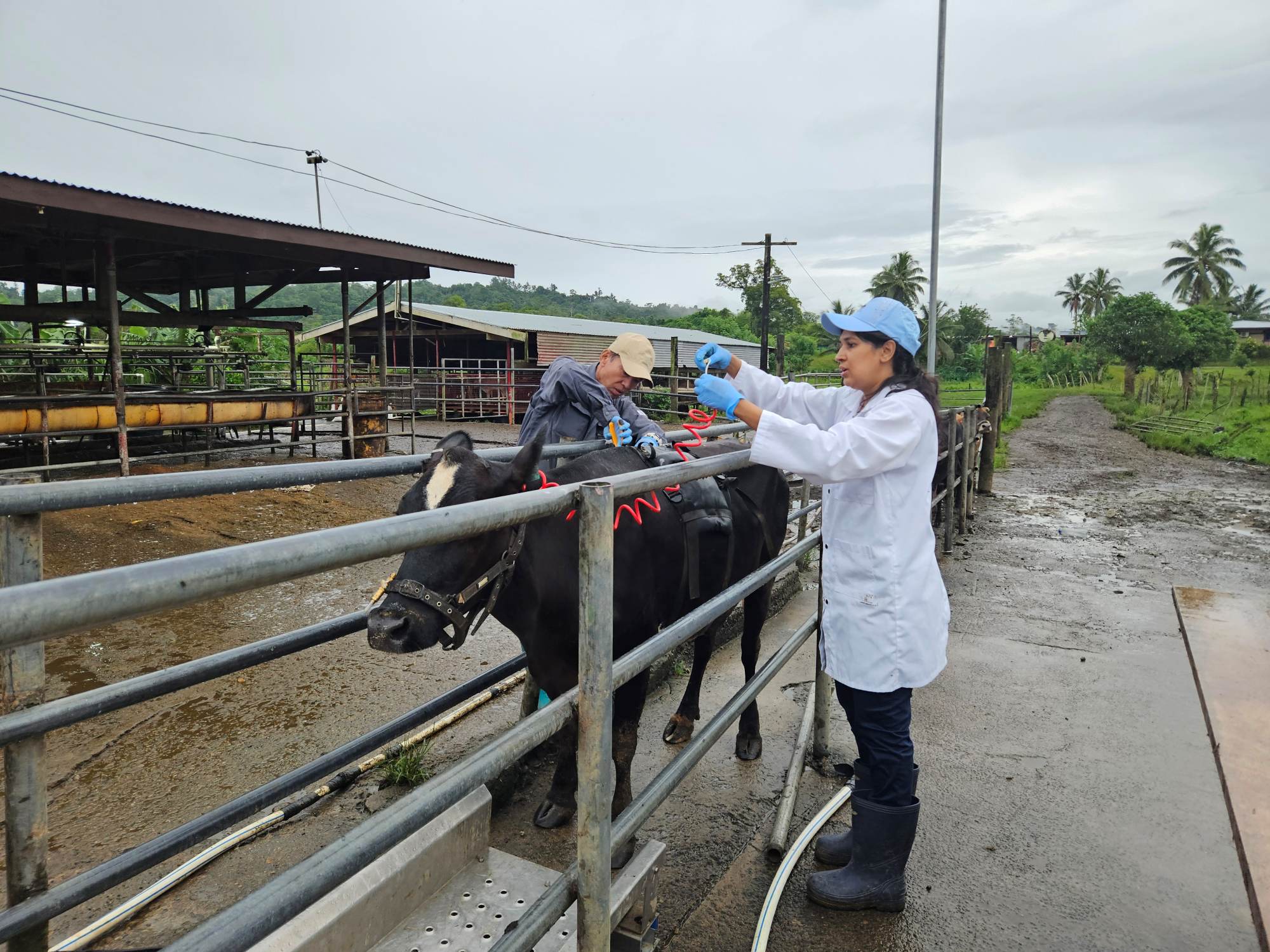 Researchers collecting livestock data from cattle on a farm in Fiji.