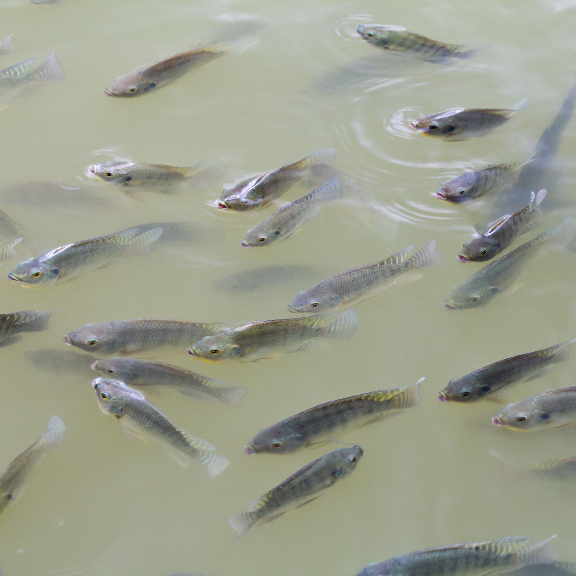 School of tilapia fish swimming near the surface of a pond, creating small ripples in the water.