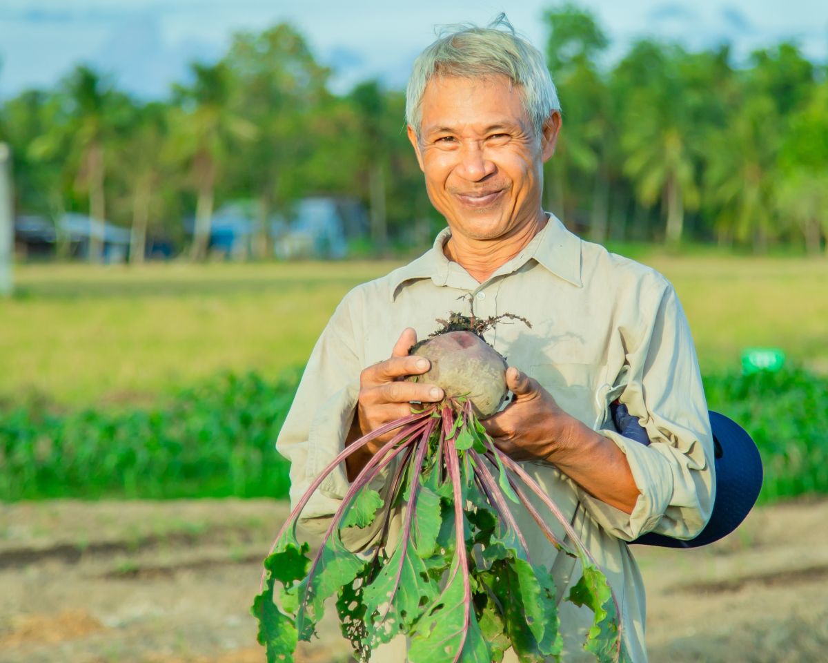 Person holding a freshly harvested beetroot in a vegetable field.