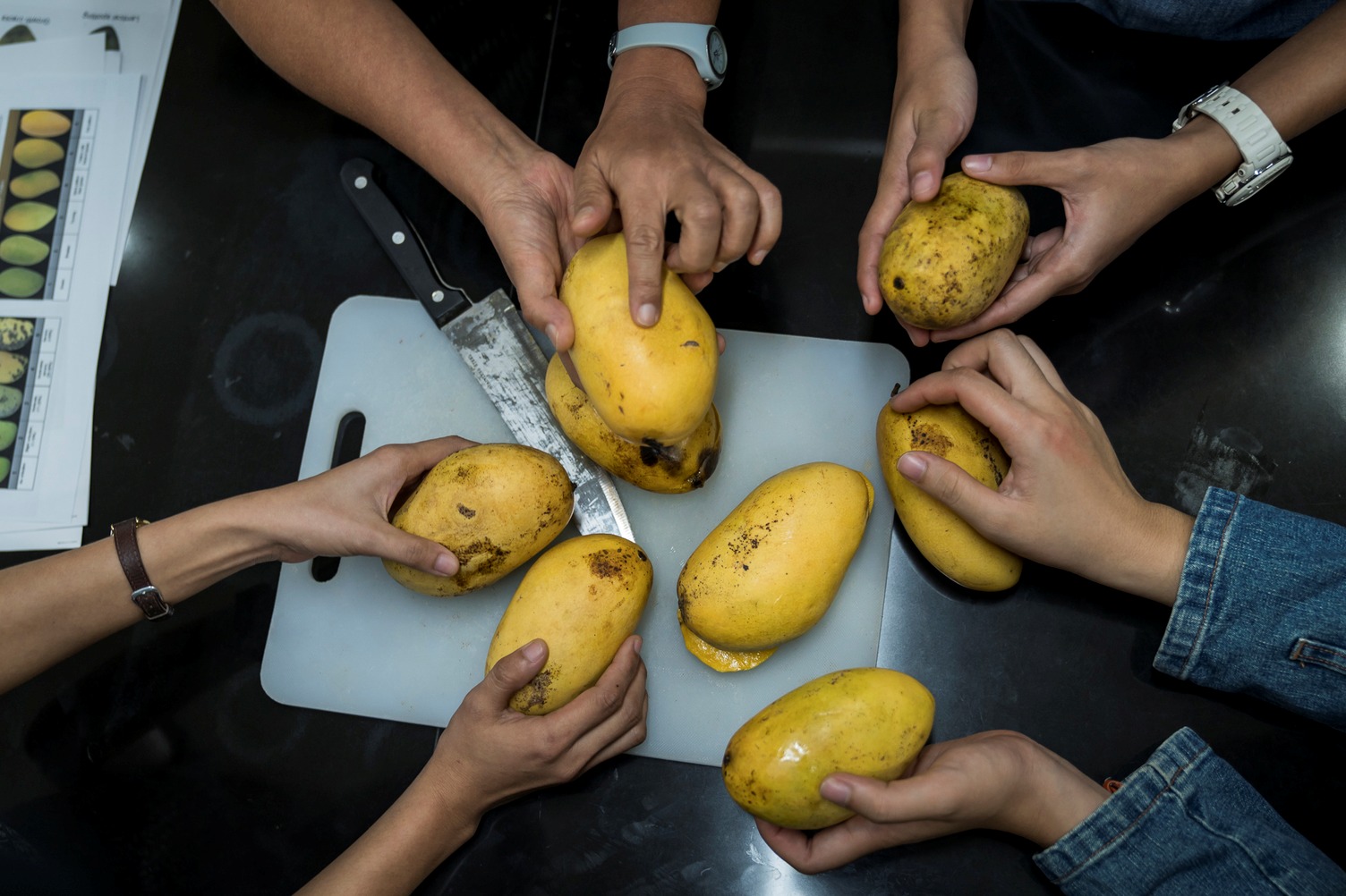 People compare and assess different mango varieties around a table during a fruit quality evaluation.