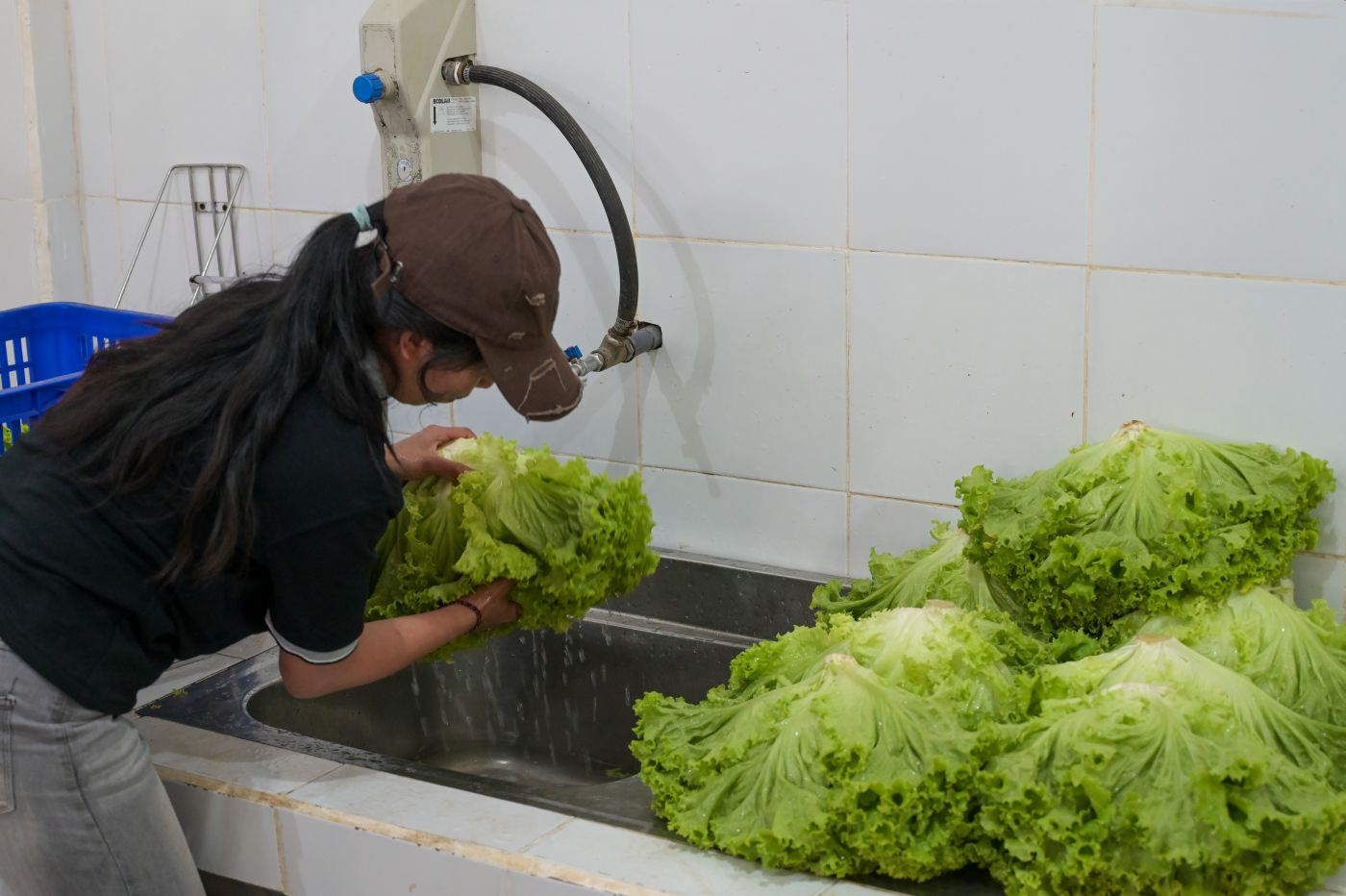Fresh lettuce being washed after harvest.