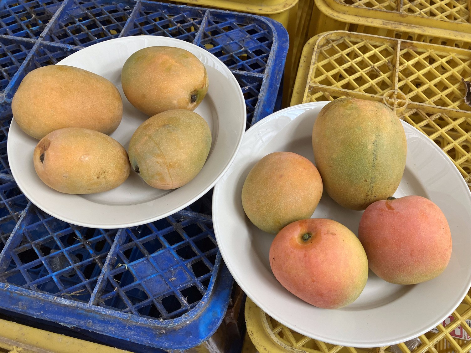 'Gedong gincu' mangoes in West Java, Indonesia.