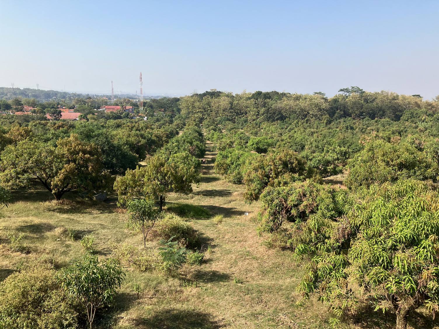 View across a mango orchard with rows of trees stretching towards the horizon.