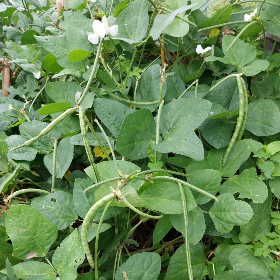 Close-up of Cowpea (Vigna unguiculata) with numerous mature bean pods hanging among dense green leaves.