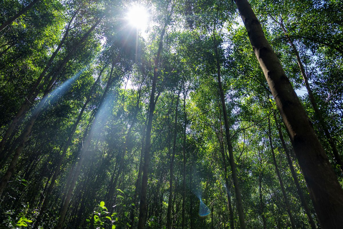 Sunlight filtering through the dense green canopy of acacia trees.
